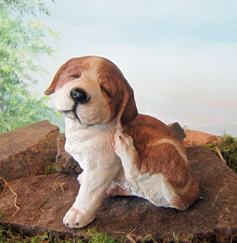 Sitzender jack russel welpe - russel, h