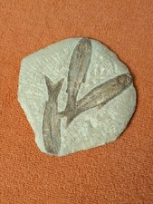 Stein mit Fischfossilien, 3