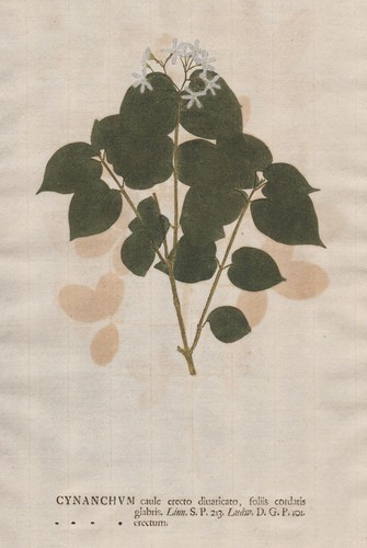 Cynanchum dog strangling vine - cynanchum,