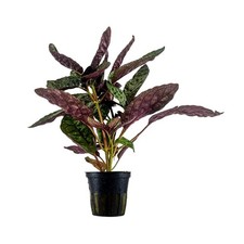Terrarium pflanze hemigraphis - terrarium,