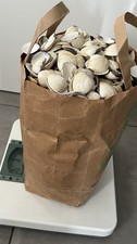 6 KG Muscheln zum Basteln