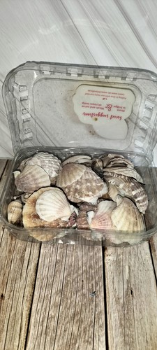 Muscheln echte - muscheln,
