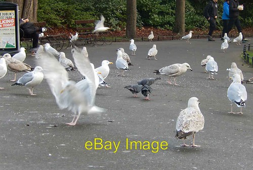 Foto 6x4 gefiederte besucher - foto,