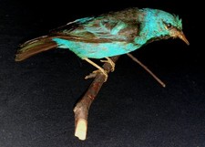 Tierpräparat vogelpräparat - tierpräparat, |