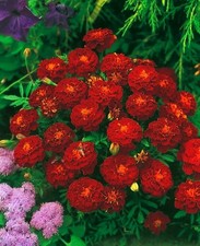 ca. 25 Samen, Studentenblume "