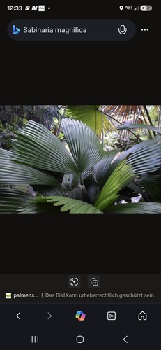 Sabinaria magnifica