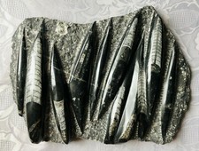 Orthoceras, Fossilien, Marmor