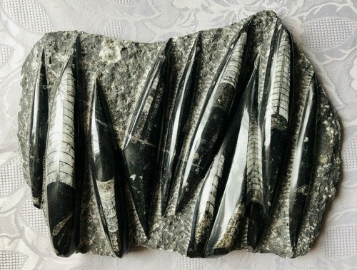 Orthoceras fossilien marmor - orthoceras,,