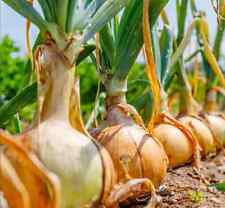 ?50+ Samen  Zwiebel "Slawa Ozarowa", sehr schmackhafte alte  Sorte