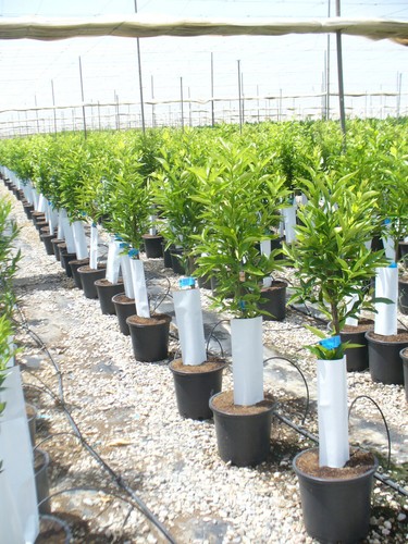 Mandarinenbaum mehr jährig - mehr,