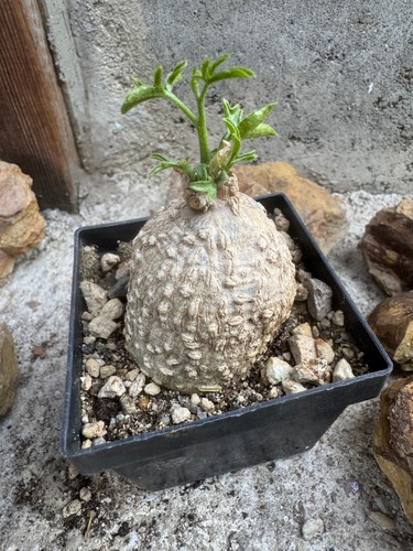 Kedrostis africana