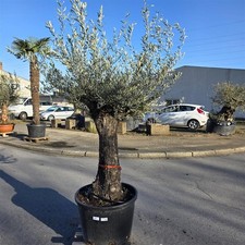 Olivenbaum "Olea Europaea"