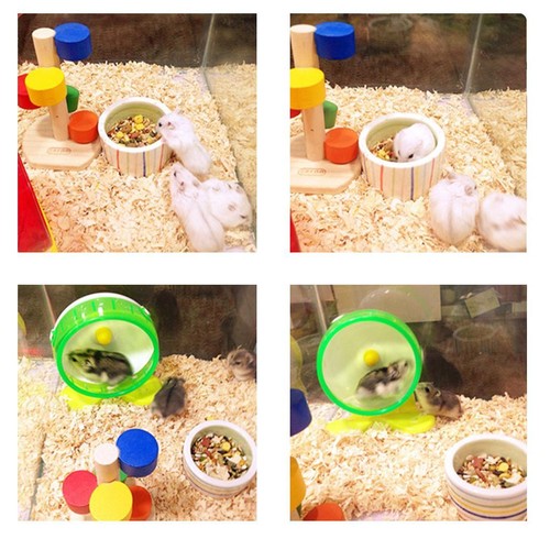 Hamsterrad hamsterlaufrad - hamsterrad,