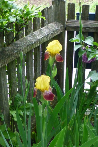 Iris schwertlilie rot gelb - iris, rot-gelb