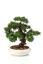 artplants Kunst Bonsai Ficus