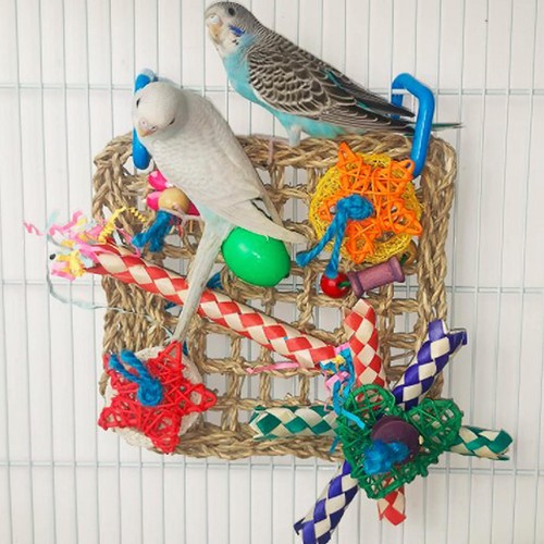 Haustier vogel futtersuche - vogel,