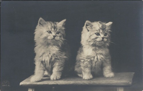 Katzen weißes fell auf - ak,
