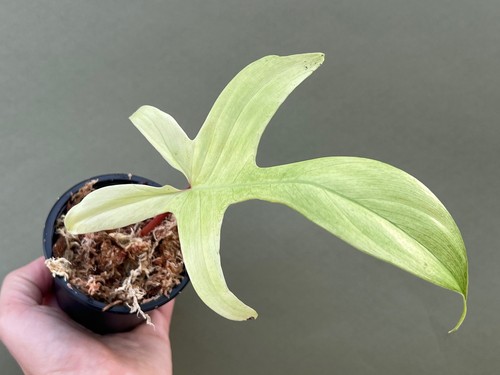 Philodendron florida ghost - philodendron,