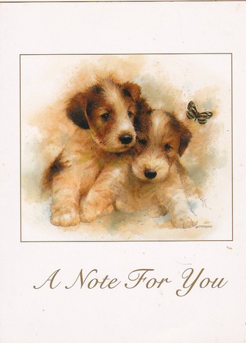 Fox terrier puppys - fox,