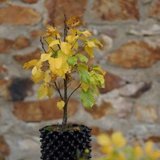 Zwerg-Säulen-Hainbuche