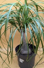 Beaucarnea  Elefantenfuss 