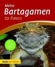 Bartagamen zu Hause von