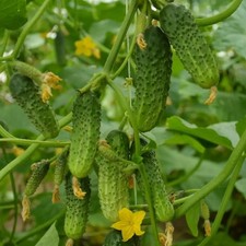 Gurkensamen Brawo F1 Samen