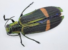 Buprestidae, Demochroa gratiosa gratiosa, A2, 28 mm, Malaysia, #BP292