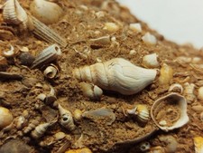 TOP SAMMLERSTÜCK ----