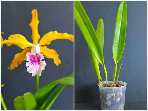 Orchidee cattleya grandis - cattleya,