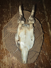Massaker Reh Trophäe mit