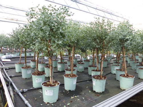Eucalyptus gunni stamm - gunni,