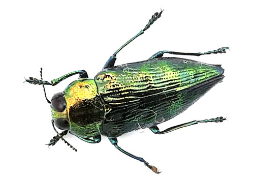 Buprestidae haplotrinchus - buprestidae,,
