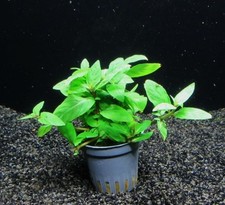 Staurogyne repens - Aquarienpflanze Wasserpflanze Aquarium kriechend Nano Fische