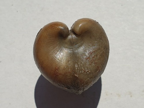 Traum rollierella minima - minima,