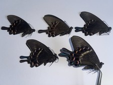 Unmounted butterfly - 5x, |