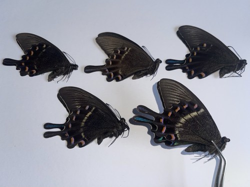 Unmounted butterfly - 5x,