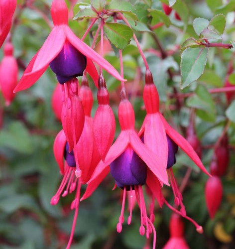 Fuchsie popple fuchsia - fuchsie,