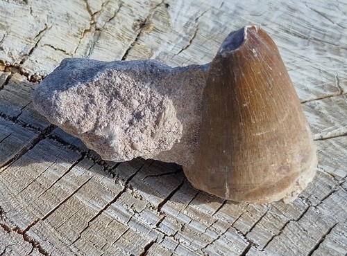 Belegstück mosasaurus - belegstück,,