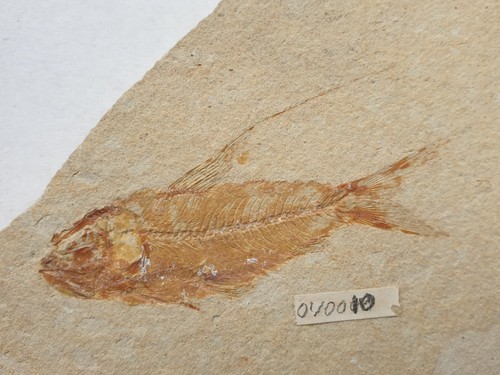 Nematonotus abisaadia - +,