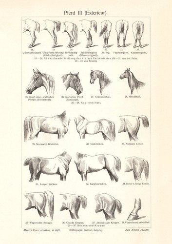 Pferd iii iv historischer - pferd,