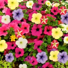 Petunien Mix Petunia hängend Balkon Garten Ampel Dauerblüher 150 Samen Nr.314