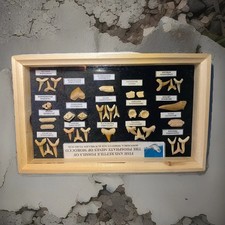 Fisch und Hai Fossilien  aus