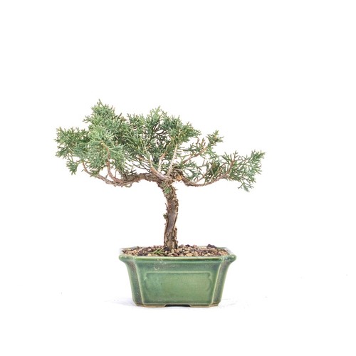 Bonsai chinesischer wacholder - bonsai,