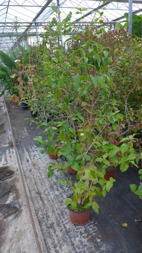 Kirschmyrte eugenia uniflora - eugenia,