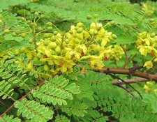 Caesalpinia decapetala UNUSUAL