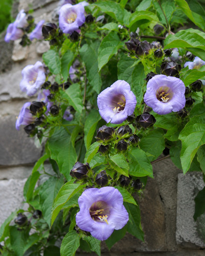 80002568 nicandra physalodes - 80002568,