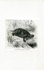 Griechische Schildkröte (Testudo graeca), Elefantenschildkröte. Original-Holzsti