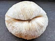 Große Pilzkoralle / Mushroom