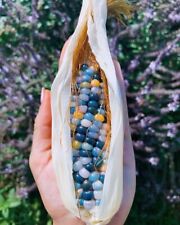 ZP 578GF blauer Ziermais Mais Zaden Seeds Samen Stückzahl 10